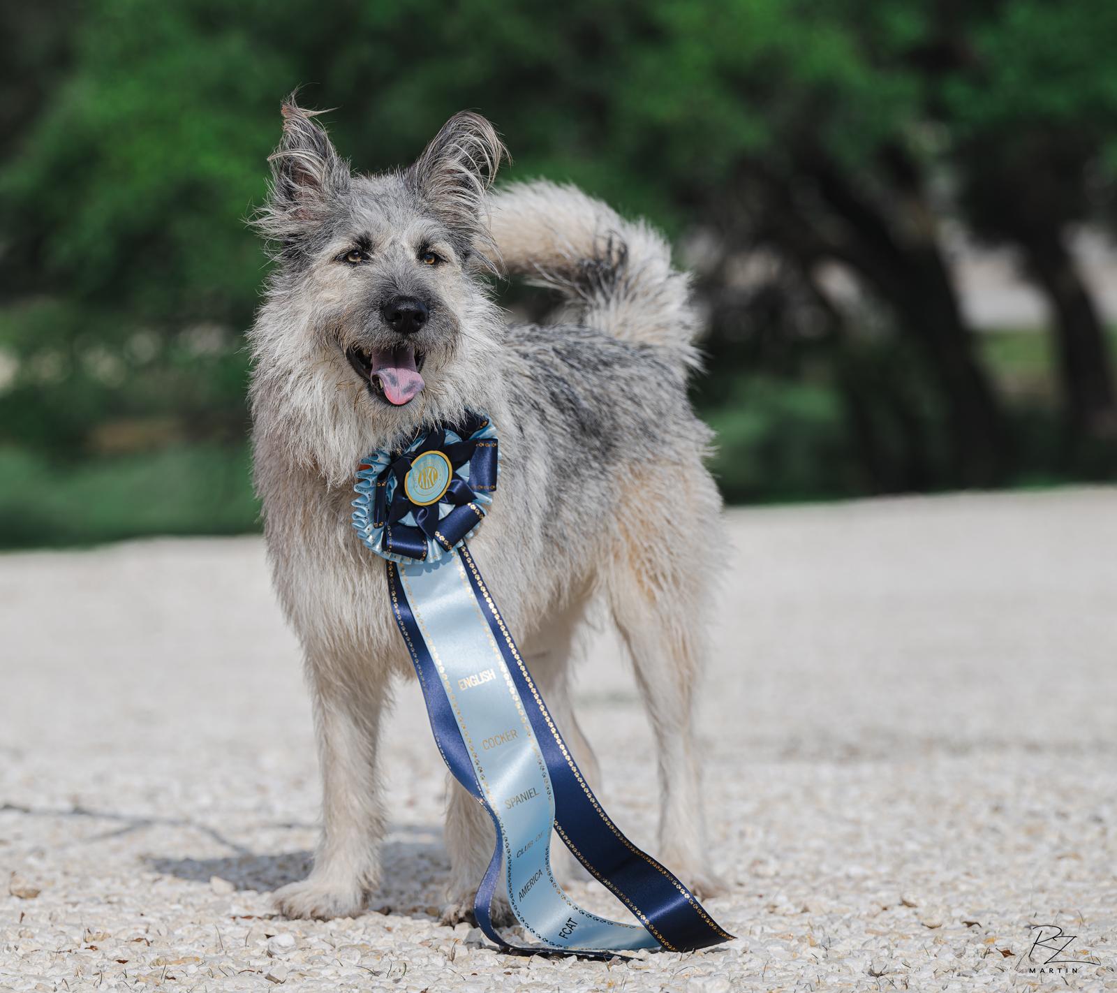 Ryllie, the family's dog, wearing a Fast CAT award ribbon after a competition