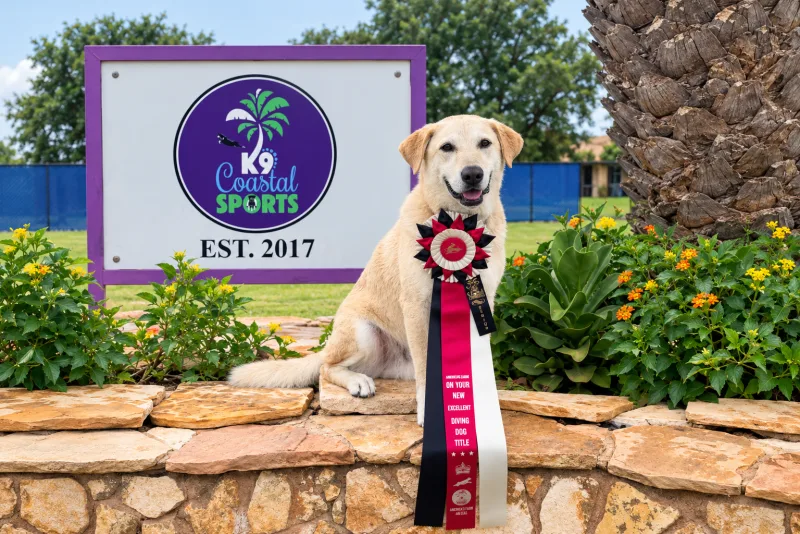 Our family dog with a dock-diving title ribbon at K9 Coastal Sports